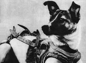 A black and white photo of Russian spacedog Laika in her space harness